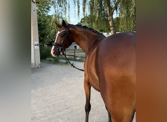 Hannoveraan, Merrie, 4 Jaar, 167 cm, Bruin