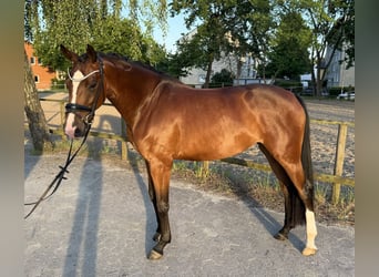 Hannoveraan, Merrie, 4 Jaar, 167 cm, Bruin