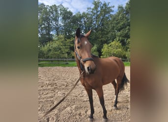 Hannoveraan, Merrie, 4 Jaar, 167 cm, Bruin