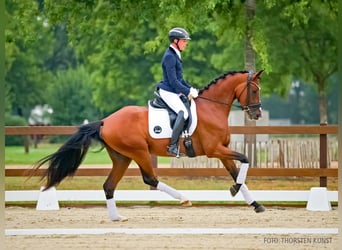 Hannoveraan, Merrie, 4 Jaar, 167 cm, Bruin