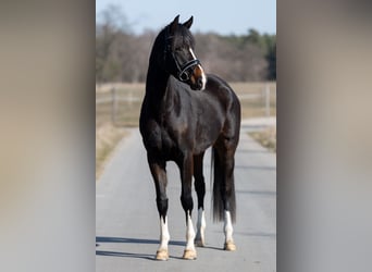 Hannoveraan, Merrie, 4 Jaar, 167 cm, Donkerbruin