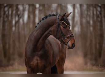 Hannoveraan, Merrie, 4 Jaar, 167 cm, Donkerbruin