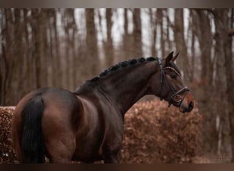 Hannoveraan, Merrie, 4 Jaar, 167 cm, Donkerbruin