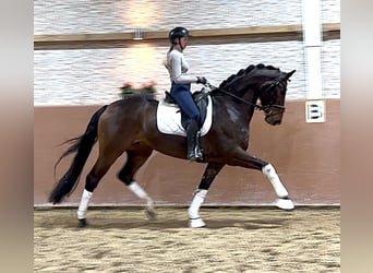 Hannoveraan, Merrie, 4 Jaar, 167 cm, Donkerbruin