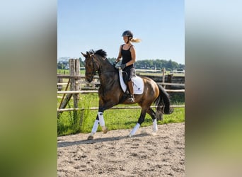 Hannoveraan, Merrie, 4 Jaar, 167 cm, Donkerbruin