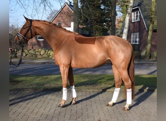 Hannoveraan, Merrie, 4 Jaar, 167 cm