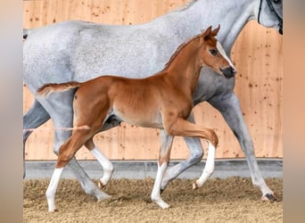 Hannoveraan, Merrie, 4 Jaar, 167 cm, Schimmel