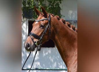 Hannoveraan, Merrie, 4 Jaar, 167 cm, Vos