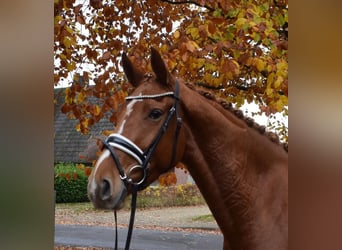 Hannoveraan, Merrie, 4 Jaar, 167 cm, Vos
