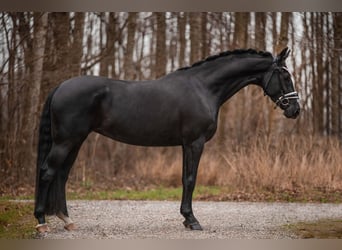 Hannoveraan, Merrie, 4 Jaar, 167 cm, Zwart