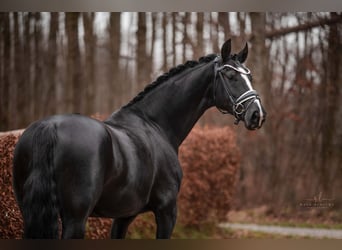 Hannoveraan, Merrie, 4 Jaar, 167 cm, Zwart