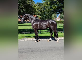 Hannoveraan, Merrie, 4 Jaar, 167 cm, Zwart