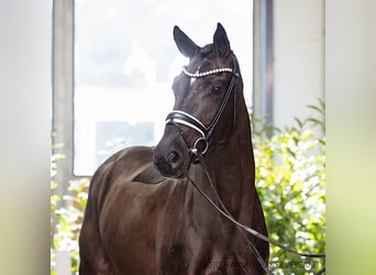 Hannoveraan, Merrie, 4 Jaar, 167 cm, Zwart