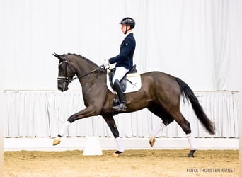 Hannoveraan, Merrie, 4 Jaar, 167 cm, Zwart