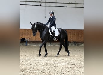 Hannoveraan, Merrie, 4 Jaar, 167 cm, Zwart
