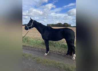 Hannoveraan, Merrie, 4 Jaar, 167 cm, Zwart