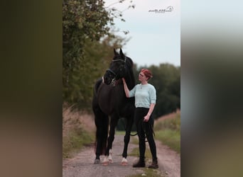 Hannoveraan, Merrie, 4 Jaar, 167 cm, Zwart