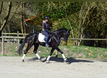 Hannoveraan, Merrie, 4 Jaar, 167 cm, Zwart