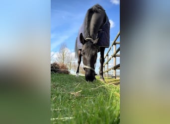 Hannoveraan, Merrie, 4 Jaar, 167 cm, Zwart