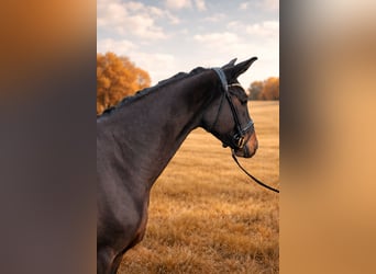 Hannoveraan, Merrie, 4 Jaar, 167 cm, Zwartbruin