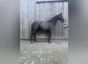 Hannoveraan, Merrie, 4 Jaar, 168 cm, Blauwschimmel