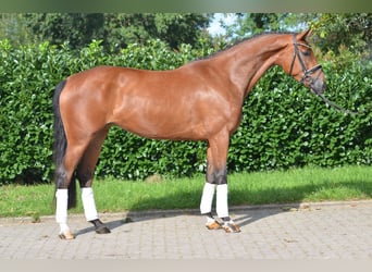 Hannoveraan, Merrie, 4 Jaar, 168 cm, Brauner