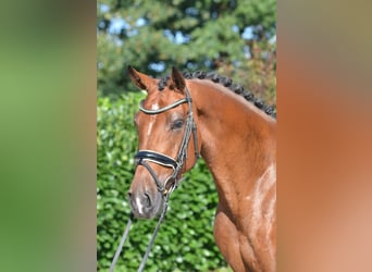 Hannoveraan, Merrie, 4 Jaar, 168 cm, Brauner