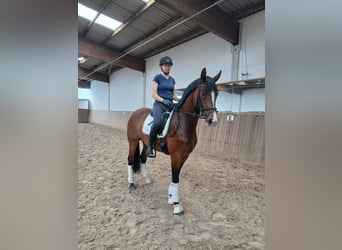Hannoveraan, Merrie, 4 Jaar, 168 cm, Bruin
