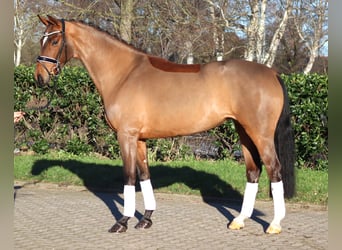 Hannoveraan, Merrie, 4 Jaar, 168 cm, Bruin Hannoveraan, Merrie, 4 Jaar, 168 cm, Bruin