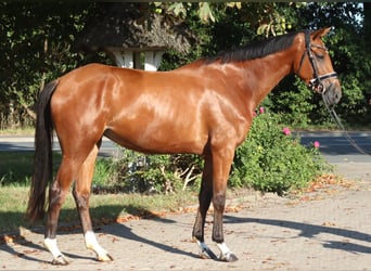 Hannoveraan, Merrie, 4 Jaar, 168 cm, Bruin