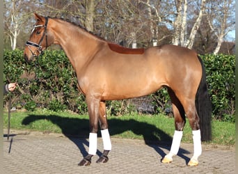 Hannoveraan, Merrie, 4 Jaar, 168 cm, Bruin Hannoveraan, Merrie, 4 Jaar, 168 cm, Bruin