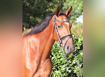 Hannoveraan, Merrie, 4 Jaar, 168 cm, Bruin