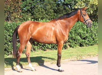 Hannoveraan, Merrie, 4 Jaar, 168 cm, Bruin