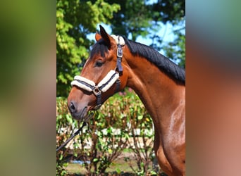 Hannoveraan, Merrie, 4 Jaar, 168 cm, Bruin