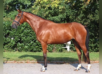 Hannoveraan, Merrie, 4 Jaar, 168 cm, Bruin