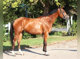 Hannoveraan, Merrie, 4 Jaar, 168 cm, Bruin