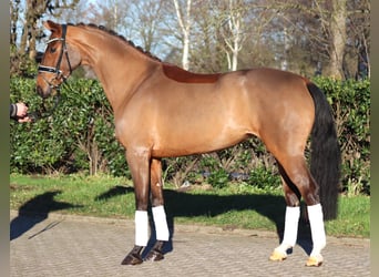 Hannoveraan, Merrie, 4 Jaar, 168 cm, Bruin Hannoveraan, Merrie, 4 Jaar, 168 cm, Bruin