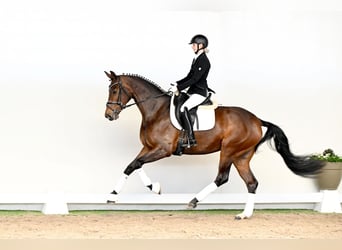 Hannoveraan, Merrie, 4 Jaar, 168 cm, Bruin