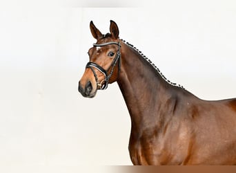 Hannoveraan, Merrie, 4 Jaar, 168 cm, Bruin