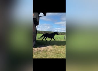 Hannoveraan, Merrie, 4 Jaar, 168 cm, Donkerbruin