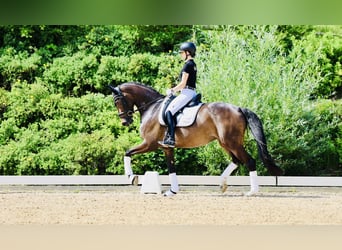 Hannoveraan, Merrie, 4 Jaar, 168 cm, Donkerbruin