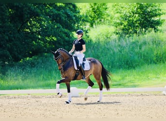 Hannoveraan, Merrie, 4 Jaar, 168 cm, Donkerbruin