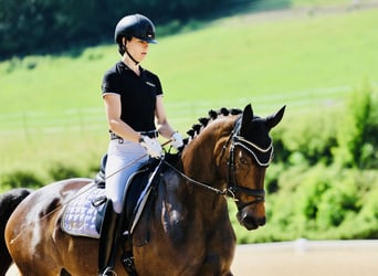 Hannoveraan, Merrie, 4 Jaar, 168 cm, Donkerbruin