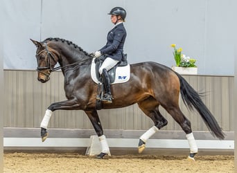 Hannoveraan, Merrie, 4 Jaar, 168 cm, Donkerbruin