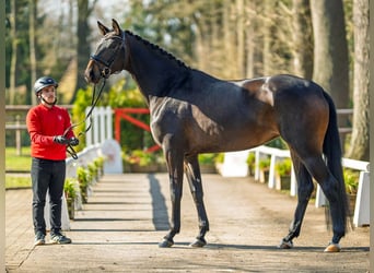 Hannoveraan, Merrie, 4 Jaar, 168 cm, Donkerbruin