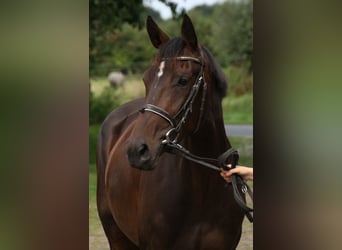 Hannoveraan, Merrie, 4 Jaar, 168 cm, Donkerbruin