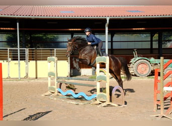 Hannoveraan, Merrie, 4 Jaar, 168 cm, Donkerbruin