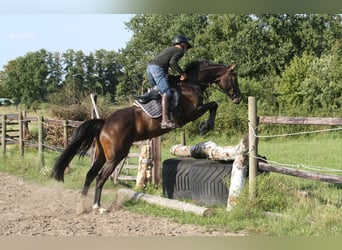 Hannoveraan, Merrie, 4 Jaar, 168 cm, Donkerbruin