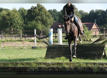 Hannoveraan, Merrie, 4 Jaar, 168 cm, Donkerbruin