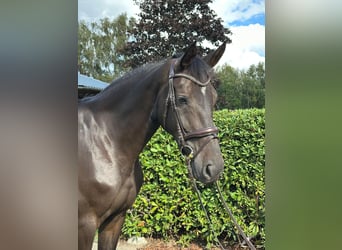 Hannoveraan, Merrie, 4 Jaar, 168 cm, Donkerbruin